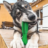 Woofwash / Brosse à dents à mâcher pour chien
